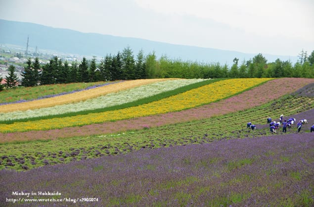 北海道-富良野。富田農場 (快門按不停哦~) - 第27張圖 北海道-富良野。富田農場 (快門按不停哦~)