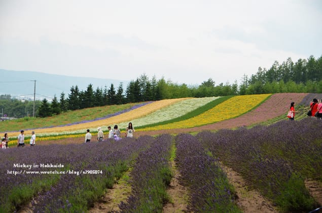 北海道-富良野。富田農場 (快門按不停哦~) - 第36張圖 北海道-富良野。富田農場 (快門按不停哦~)