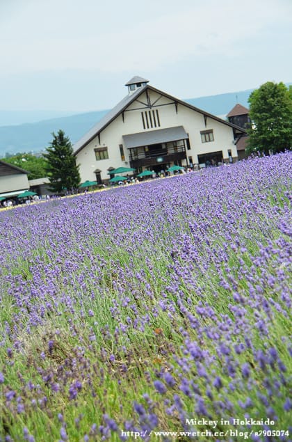 北海道-富良野。富田農場 (快門按不停哦~) - 第41張圖 北海道-富良野。富田農場 (快門按不停哦~)