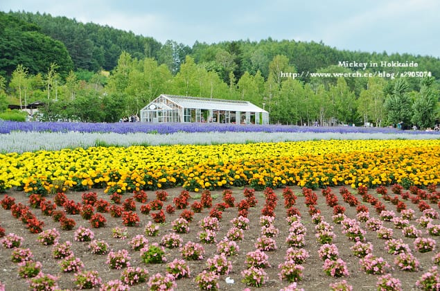 北海道-富良野。富田農場 (快門按不停哦~) - 第13張圖 北海道-富良野。富田農場 (快門按不停哦~)