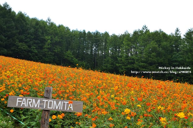 北海道-富良野。富田農場 (快門按不停哦~) - 第34張圖 北海道-富良野。富田農場 (快門按不停哦~)