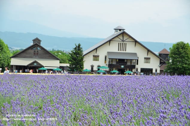 北海道-富良野。富田農場 (快門按不停哦~) - 第40張圖 北海道-富良野。富田農場 (快門按不停哦~)