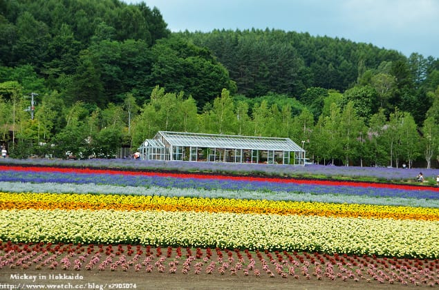 北海道-富良野。富田農場 (快門按不停哦~) - 第12張圖 北海道-富良野。富田農場 (快門按不停哦~)