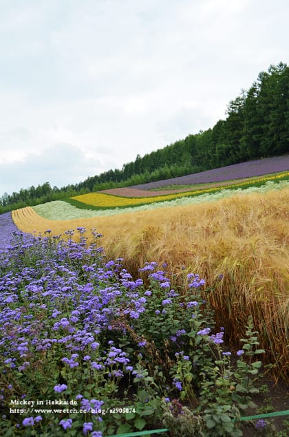 北海道-富良野。富田農場 (快門按不停哦~) - 第19張圖 北海道-富良野。富田農場 (快門按不停哦~)