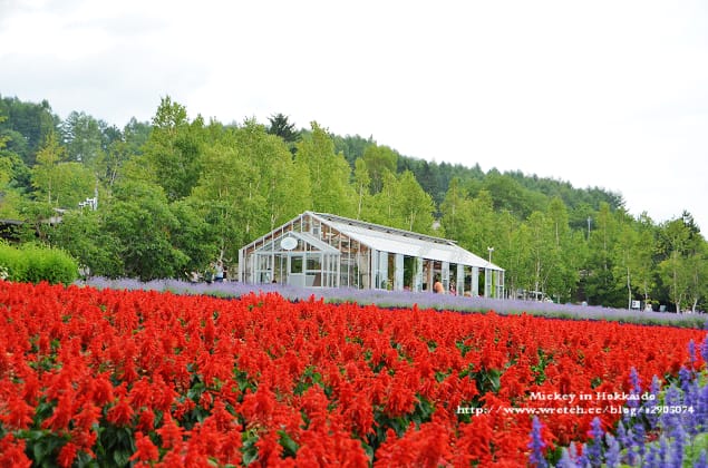 北海道-富良野。富田農場 (快門按不停哦~) - 第9張圖 北海道-富良野。富田農場 (快門按不停哦~)