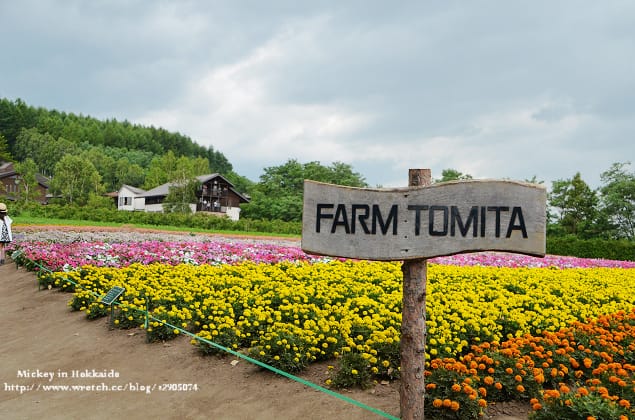 北海道-富良野。富田農場 (快門按不停哦~) - 第43張圖 北海道-富良野。富田農場 (快門按不停哦~)