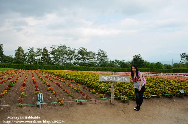 北海道-富良野。富田農場 (快門按不停哦~) - 第44張圖 北海道-富良野。富田農場 (快門按不停哦~)
