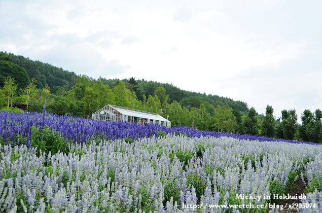 北海道-富良野。富田農場 (快門按不停哦~) - 第8張圖 北海道-富良野。富田農場 (快門按不停哦~)