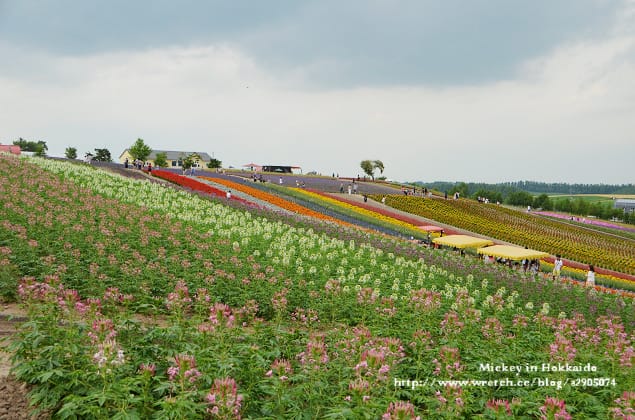 北海道-四季彩之丘 & 薰衣草香枕 (真是太美啦!) - 第21張圖 北海道-四季彩之丘 & 薰衣草香枕 (真是太美啦!)