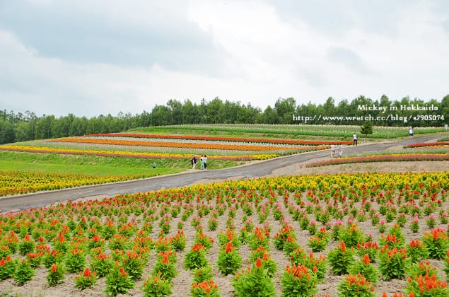 北海道-四季彩之丘 & 薰衣草香枕 (真是太美啦!) - 第15張圖 北海道-四季彩之丘 & 薰衣草香枕 (真是太美啦!)