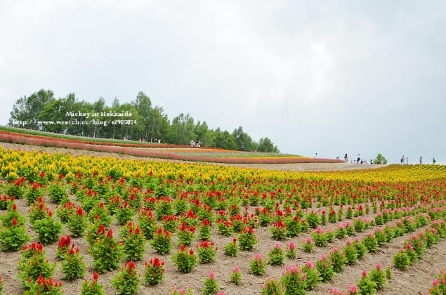北海道-四季彩之丘 & 薰衣草香枕 (真是太美啦!) - 第16張圖 北海道-四季彩之丘 & 薰衣草香枕 (真是太美啦!)