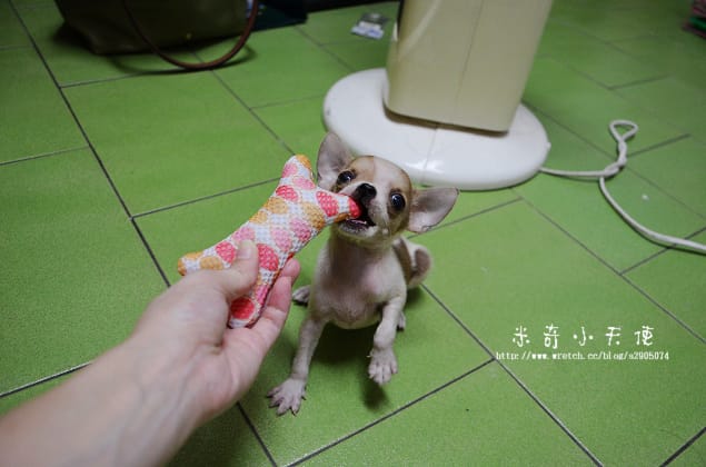 妹妹-家中新成員