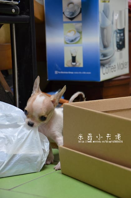 妹妹-家中新成員