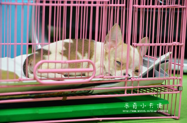 妹妹-家中新成員