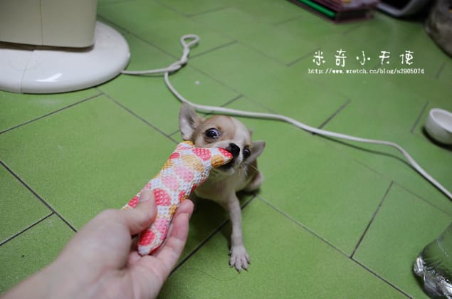 妹妹-家中新成員