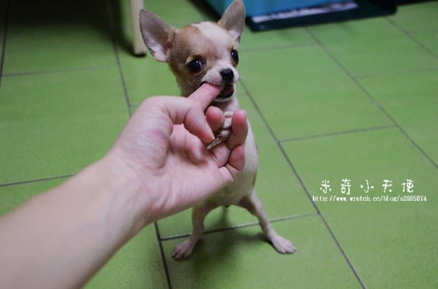 妹妹-家中新成員