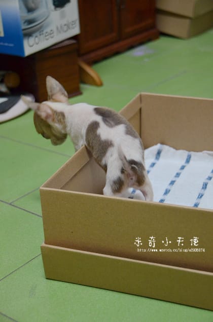 妹妹-家中新成員