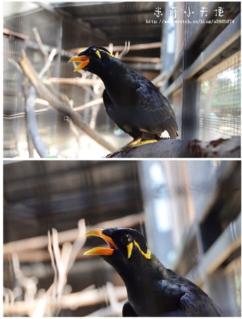 新竹-新竹市立動物園 (10元讓你玩透透) - 第39張圖 新竹-新竹市立動物園 (10元讓你玩透透)