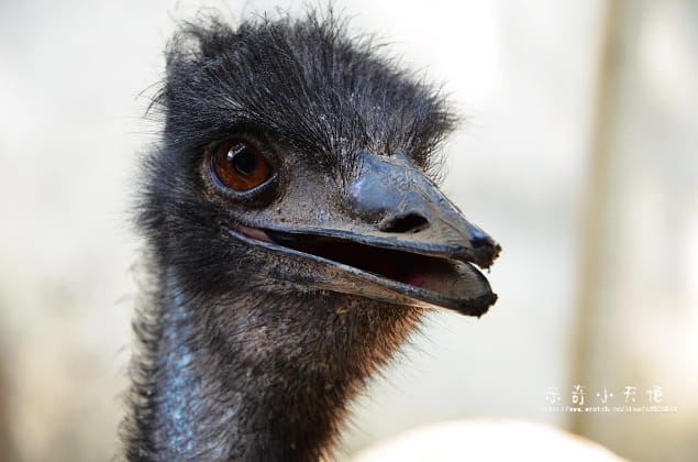 新竹-新竹市立動物園 (10元讓你玩透透) - 第42張圖 新竹-新竹市立動物園 (10元讓你玩透透)