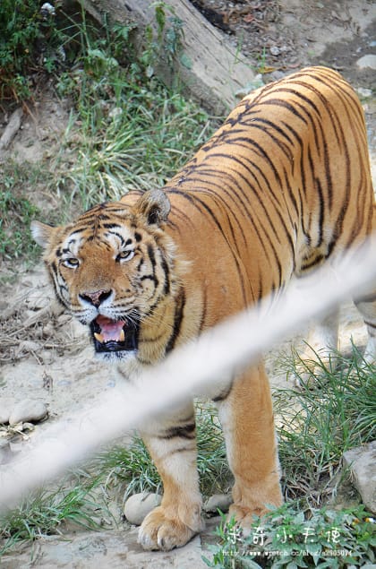 新竹-新竹市立動物園 (10元讓你玩透透) - 第49張圖 新竹-新竹市立動物園 (10元讓你玩透透)