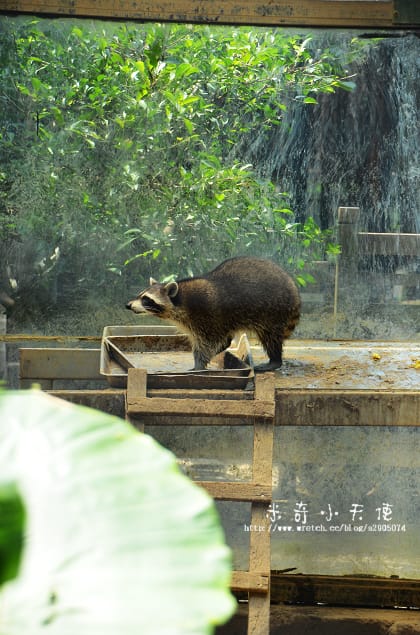 新竹-新竹市立動物園 (10元讓你玩透透) - 第10張圖 新竹-新竹市立動物園 (10元讓你玩透透)