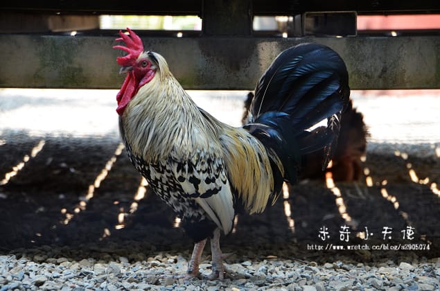 新竹-新竹市立動物園 (10元讓你玩透透) - 第11張圖 新竹-新竹市立動物園 (10元讓你玩透透)
