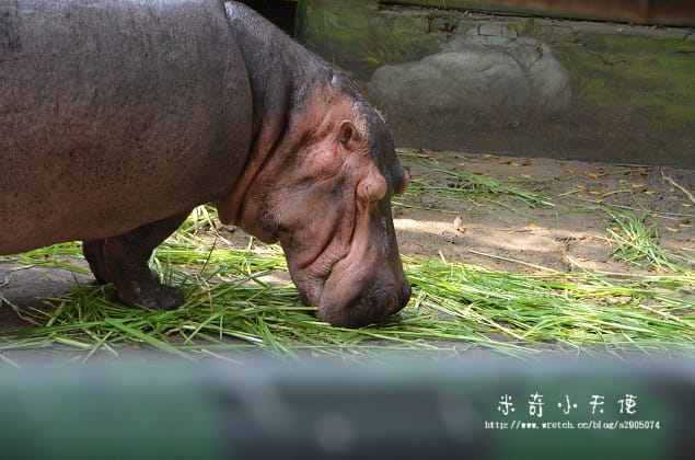 新竹-新竹市立動物園 (10元讓你玩透透) - 第32張圖 新竹-新竹市立動物園 (10元讓你玩透透)
