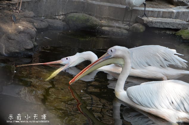 新竹-新竹市立動物園 (10元讓你玩透透) - 第15張圖 新竹-新竹市立動物園 (10元讓你玩透透)