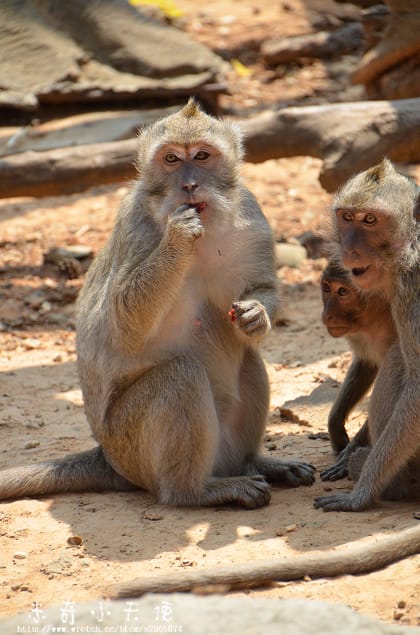 新竹-新竹市立動物園 (10元讓你玩透透) - 第25張圖 新竹-新竹市立動物園 (10元讓你玩透透)