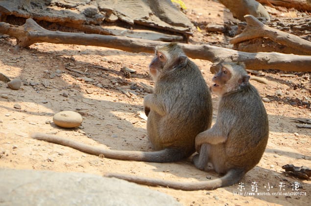 新竹-新竹市立動物園 (10元讓你玩透透) - 第24張圖 新竹-新竹市立動物園 (10元讓你玩透透)