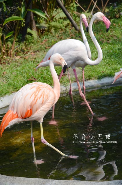 新竹-新竹市立動物園 (10元讓你玩透透) - 第46張圖 新竹-新竹市立動物園 (10元讓你玩透透)