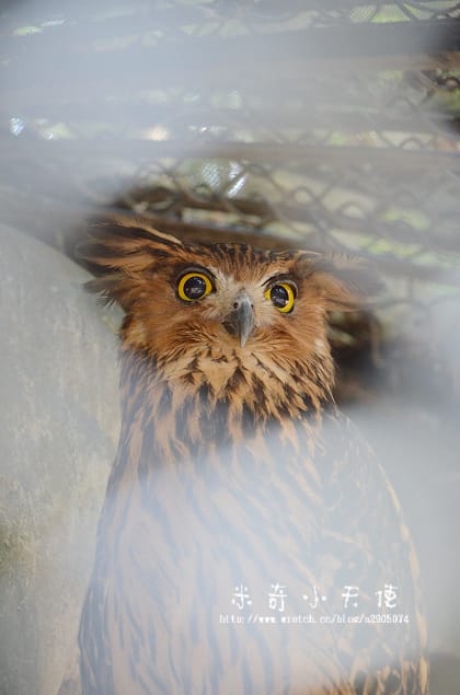 新竹-新竹市立動物園 (10元讓你玩透透) - 第45張圖 新竹-新竹市立動物園 (10元讓你玩透透)