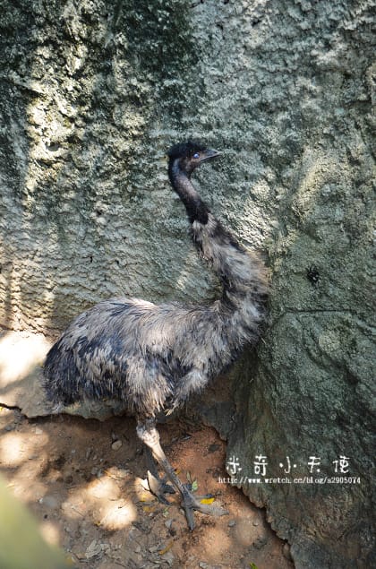 新竹-新竹市立動物園 (10元讓你玩透透) - 第41張圖 新竹-新竹市立動物園 (10元讓你玩透透)