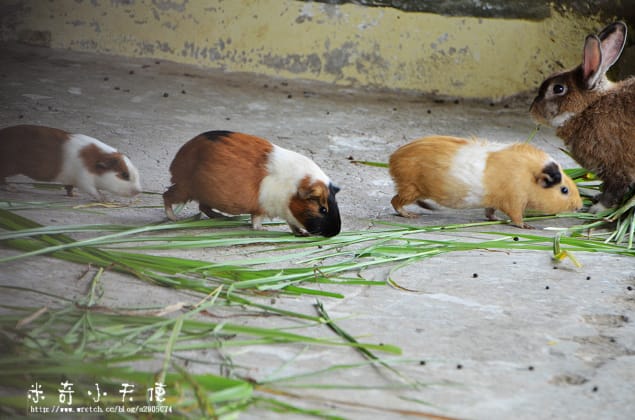 新竹-新竹市立動物園 (10元讓你玩透透) - 第17張圖 新竹-新竹市立動物園 (10元讓你玩透透)
