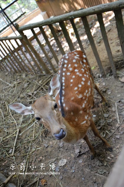 新竹-新竹市立動物園 (10元讓你玩透透) - 第36張圖 新竹-新竹市立動物園 (10元讓你玩透透)