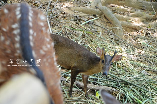 新竹-新竹市立動物園 (10元讓你玩透透) - 第35張圖 新竹-新竹市立動物園 (10元讓你玩透透)