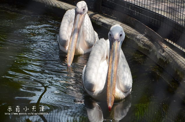 新竹-新竹市立動物園 (10元讓你玩透透) - 第14張圖 新竹-新竹市立動物園 (10元讓你玩透透)