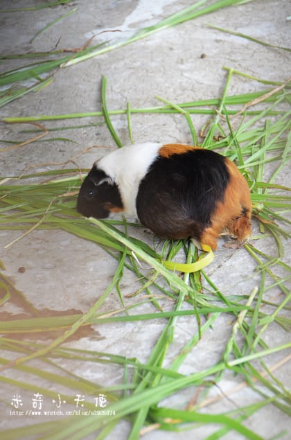新竹-新竹市立動物園 (10元讓你玩透透) - 第18張圖 新竹-新竹市立動物園 (10元讓你玩透透)
