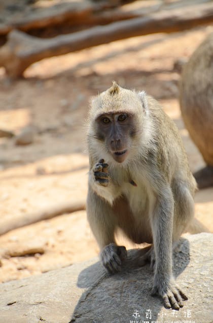 新竹-新竹市立動物園 (10元讓你玩透透) - 第22張圖 新竹-新竹市立動物園 (10元讓你玩透透)