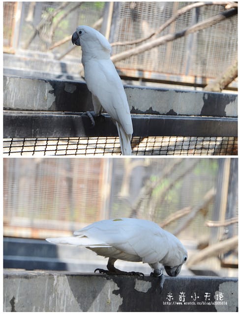 新竹-新竹市立動物園 (10元讓你玩透透) - 第38張圖 新竹-新竹市立動物園 (10元讓你玩透透)
