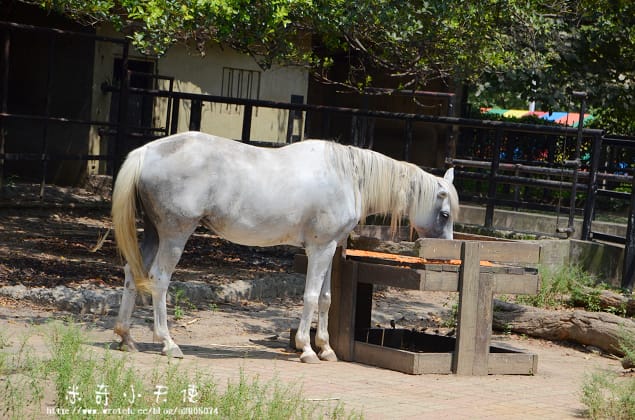 新竹-新竹市立動物園 (10元讓你玩透透) - 第19張圖 新竹-新竹市立動物園 (10元讓你玩透透)