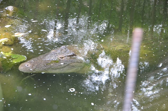 新竹-新竹市立動物園 (10元讓你玩透透) - 第53張圖 新竹-新竹市立動物園 (10元讓你玩透透)