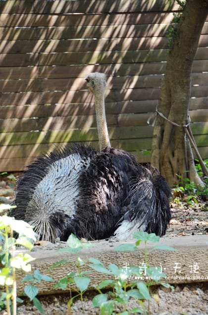 新竹-新竹市立動物園 (10元讓你玩透透) - 第43張圖 新竹-新竹市立動物園 (10元讓你玩透透)