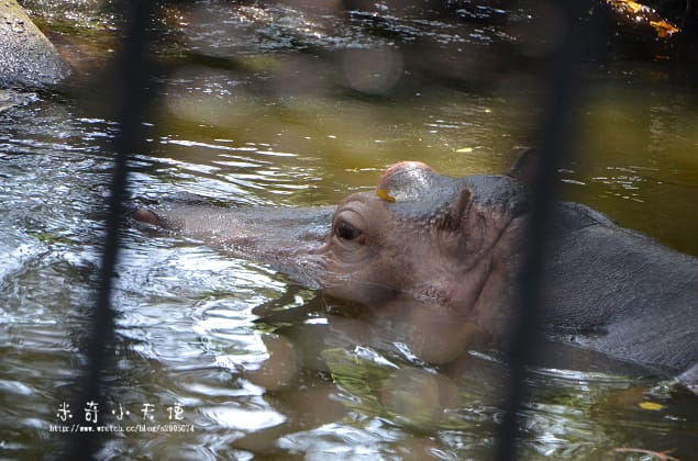 新竹-新竹市立動物園 (10元讓你玩透透) - 第31張圖 新竹-新竹市立動物園 (10元讓你玩透透)