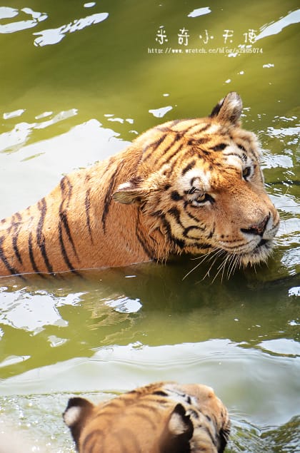 新竹-新竹市立動物園 (10元讓你玩透透) - 第52張圖 新竹-新竹市立動物園 (10元讓你玩透透)