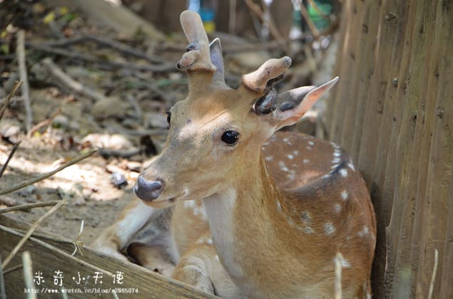 新竹-新竹市立動物園 (10元讓你玩透透) - 第37張圖 新竹-新竹市立動物園 (10元讓你玩透透)