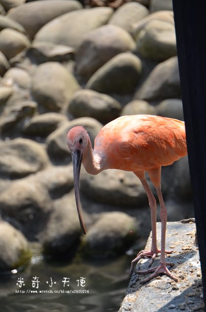 新竹-新竹市立動物園 (10元讓你玩透透) - 第40張圖 新竹-新竹市立動物園 (10元讓你玩透透)