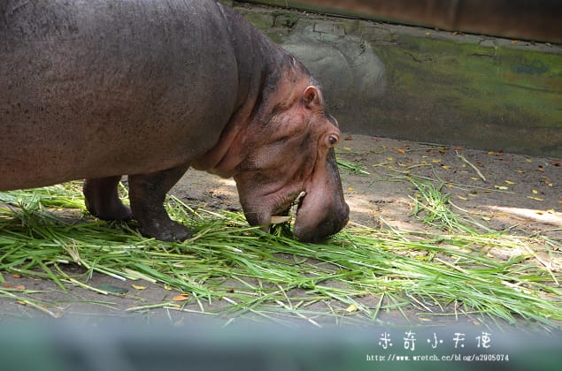 新竹-新竹市立動物園 (10元讓你玩透透) - 第33張圖 新竹-新竹市立動物園 (10元讓你玩透透)