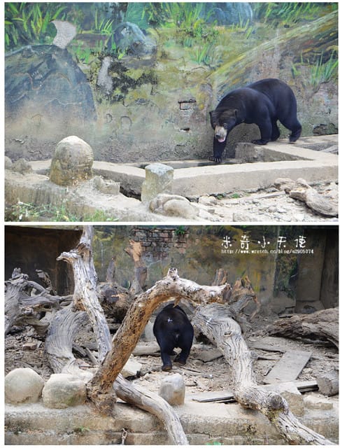 新竹-新竹市立動物園 (10元讓你玩透透) - 第47張圖 新竹-新竹市立動物園 (10元讓你玩透透)