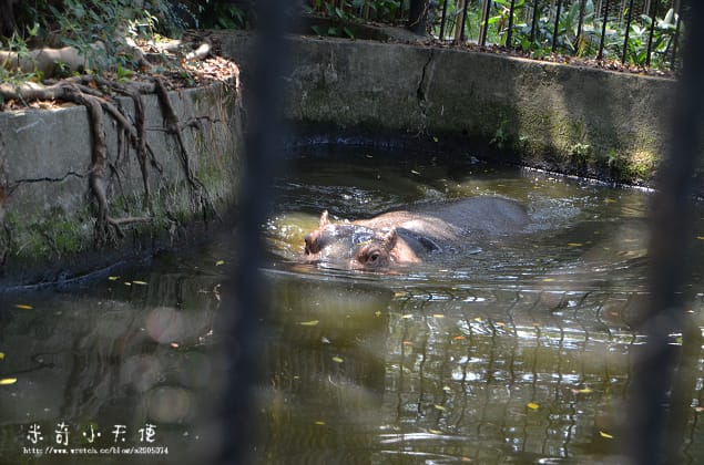 新竹-新竹市立動物園 (10元讓你玩透透) - 第29張圖 新竹-新竹市立動物園 (10元讓你玩透透)